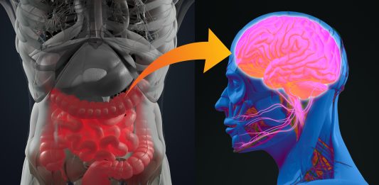 Darmflora aufbauen und Stress reduzieren