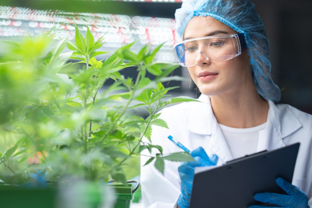 Eine Wissenschaftlerin untersucht im Laboroutfit eine Cannabis-Pflanze