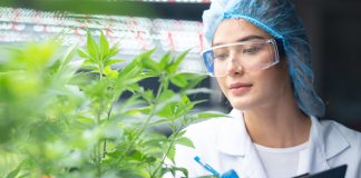 Eine Wissenschaftlerin untersucht im Laboroutfit eine Cannabis-Pflanze