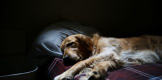 Hunde und Katzen im Bett