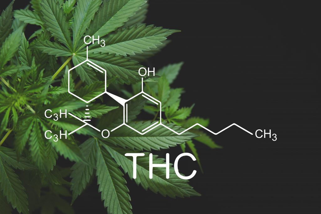 THC ist einer von vielen Wirkstoffen der Cannabis-Pflanze.