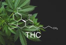 THC ist einer von vielen Wirkstoffen der Cannabis-Pflanze.